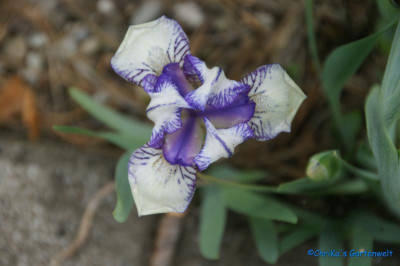 Dunlein 25cm.jpg