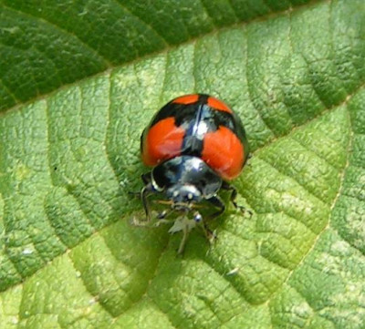 Adalia_bipunctata_-_Zweipunkt_06.jpg