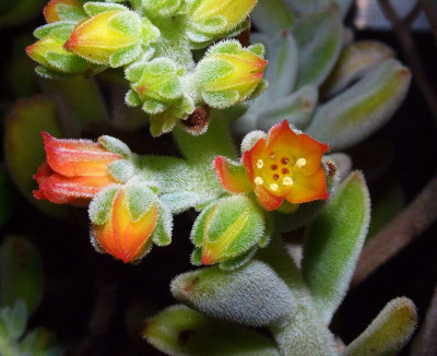 Echeveria_pilosa.jpg