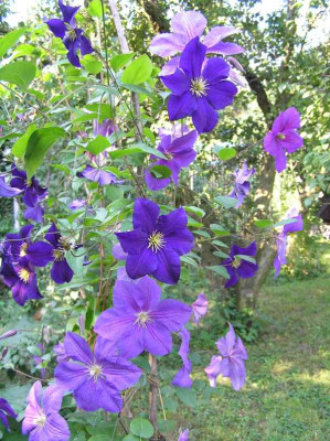 _Clematis_KLEIN.jpg