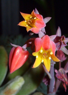 Echeveria_leucotricha_1.jpg
