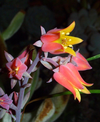 Echeveria_leucotricha_2.jpg