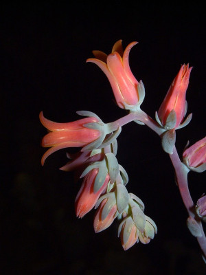 Echeveria_peacockii.jpg