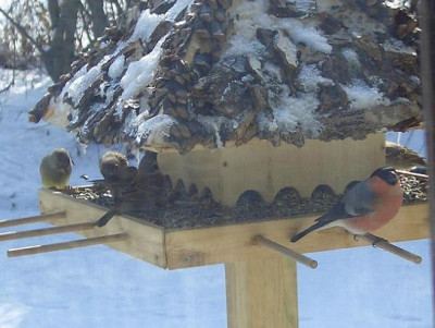 vogelschar.JPG