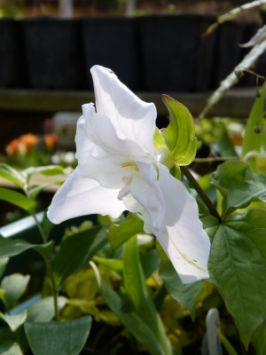 2017-05-06 Trillium grandiflorum 'Jenny Rhodes'.jpg