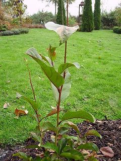melliodendron1.JPG