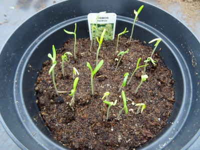 Cosmos bipinnatus Xanthos Germination Mai 2017.JPG