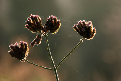 Verbena-bonariensis-versponnen.jpg