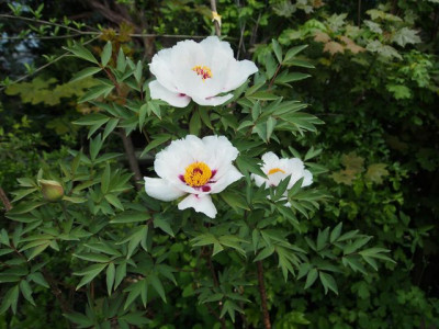 p.rockii-2017 kl.jpg