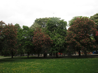 kastanien17.img.JPG