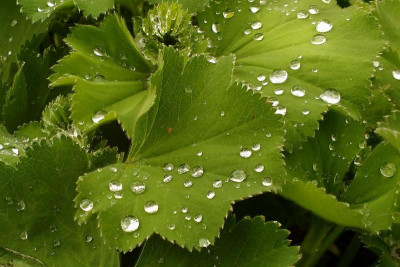 Alchemilla.jpg