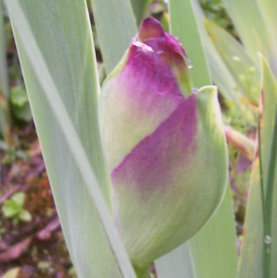 100_6962 Iris Knospe.jpg