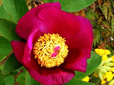 P.mascula.JPG