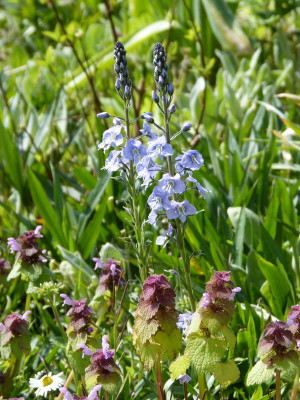 2017-05-07 Veronica gentianoides 'Maihimmel'.jpg