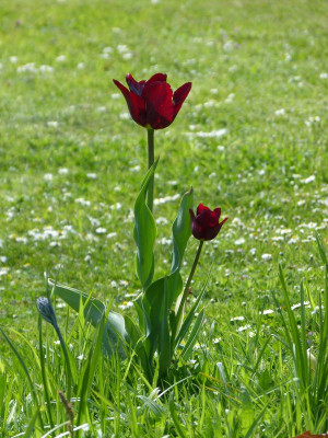 2017-05-07 Gartenimpressionen 1.jpg