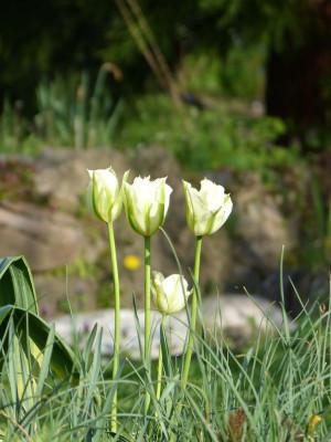 2017-05-07 Gartenimpressionen 2.jpg