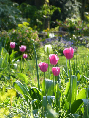 2017-05-07 Gartenimpressionen 5.jpg