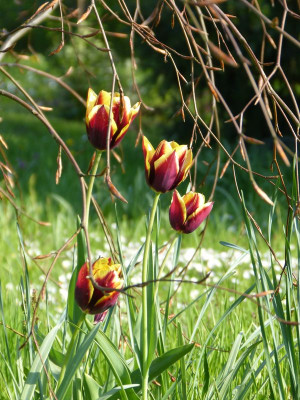 2017-05-07 Gartenimpressionen 7.jpg