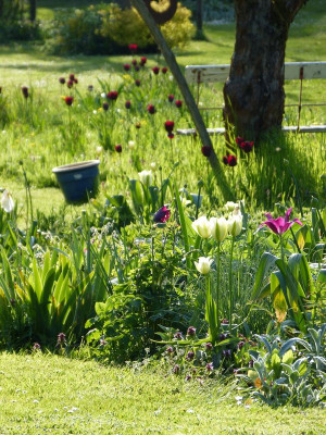 2017-05-07 Gartenimpressionen C.jpg