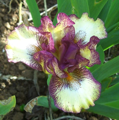 100_6959 SDB TH Plicata.jpg