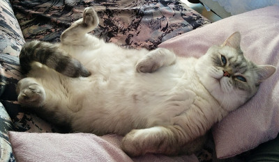 Toby_chillt_20170507_163749.jpg