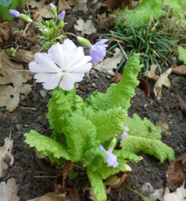 Primula sieboldii neu 170507.jpg