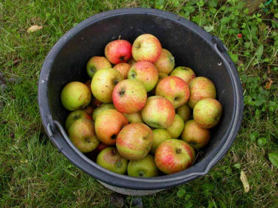 Bucket.jpg