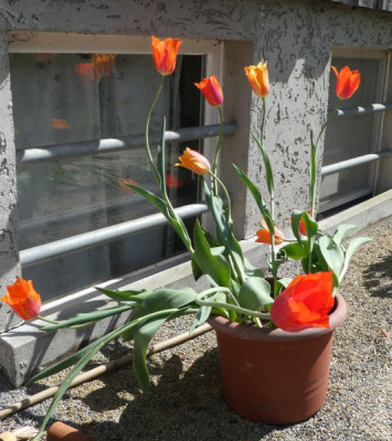 Tulpen 170507.jpg