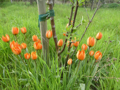 Tulipa whitallii 170506.jpg