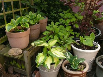 hosta_topfparade_2017-05-06_520.jpg