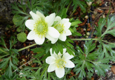 Pulsatilla accidenta  ...   7.5.17 011.jpg
