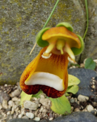 Calceolaria uniflora  ...  7.5.17 016.jpg