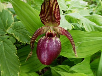 Cypripedium tibeticum ssp. calcicola  (C. smithii)  ...   7.5.17 028.jpg