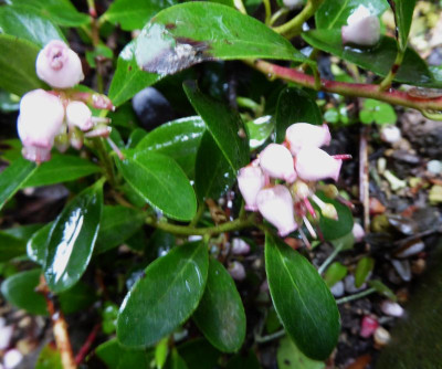 Arctostaphylos uva-ursi  'Vancouver Jade' ...  3.5.17 009.jpg