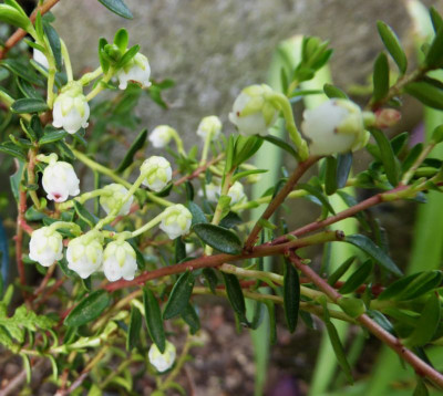 Gaulteria pumila var. leucocarpa ...    7.5.17 022.jpg