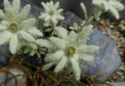 Leontopodium monocephalum ...   7.5.17 005.jpg