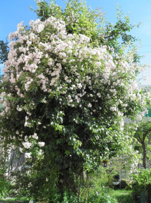 Pauls Himalayan musk hab 2.JPG