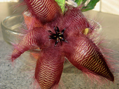 C_Stapeliagrandiflora2.jpg