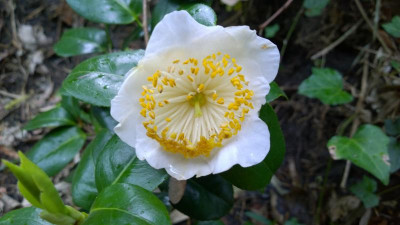 WP_20170504_031 Camellia japonica Shin Otahaku.jpg