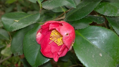 WP_20170503_023 Camellia japonica.jpg