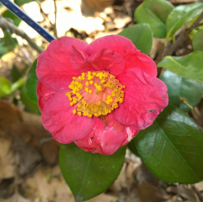 WP_20170507_015 Camellia japonica Shin Tsukasa.jpg
