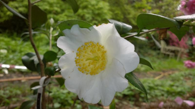 WP_20170504_034 Camellia japonica Hakusen.jpg