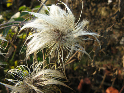 ST_Clematis1206.jpg