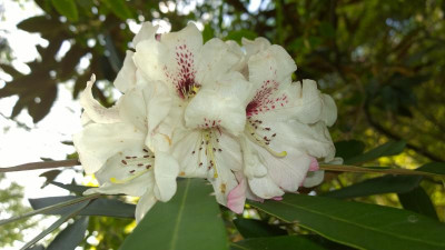WP_20170507_041 Rhododendron rex ssp.fictolacteum var. miniforme F.25512.jpg
