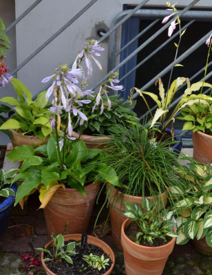 Hosta-Töpfe.16-6.jpg