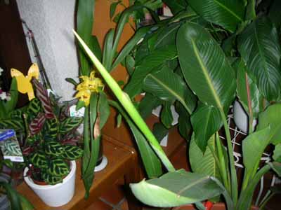 Strelitzia.jpg