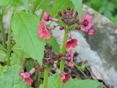 DSCN7113.JPG