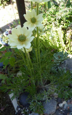 Anemone multifida ...  9.5.17 003.jpg