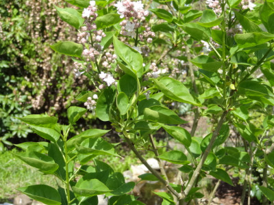rosa Flieder gef..JPG