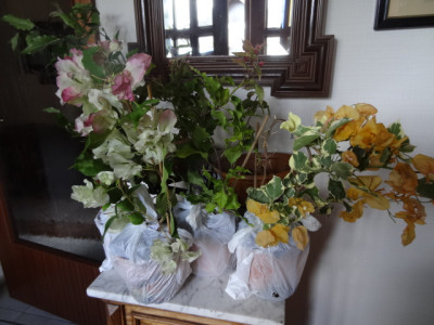 Paket v. Flores.JPG